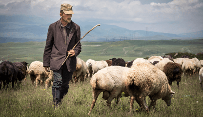 A shepherd and his flock in the field