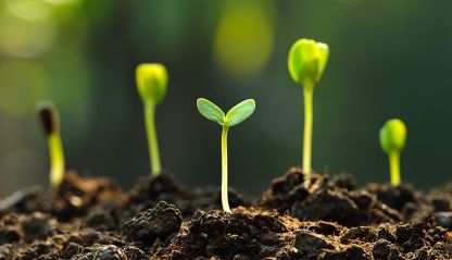 Small plants sprout above ground