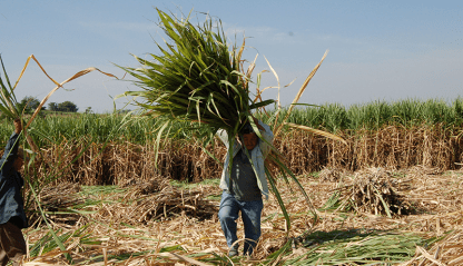 Workers in a sugar cane field