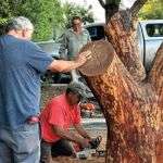 Preparing the tree