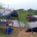 Stagnant floodwater becomes breeding ground for mosquitos