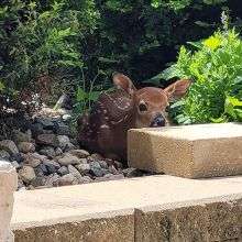 Fawn resting in the Retreat Center bushes