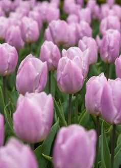 Pink Tulips
