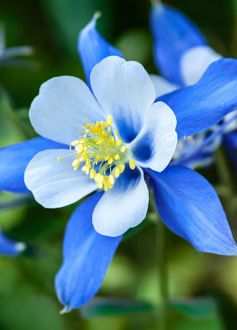 Columbine flower
