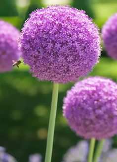 Allium flower