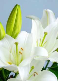 White lily
