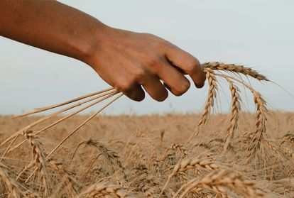 hand checking a wheat field