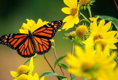 A monarch butterfly resting on yellow sunflowers