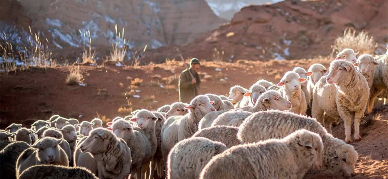 A shepherd and his flock in the mountains