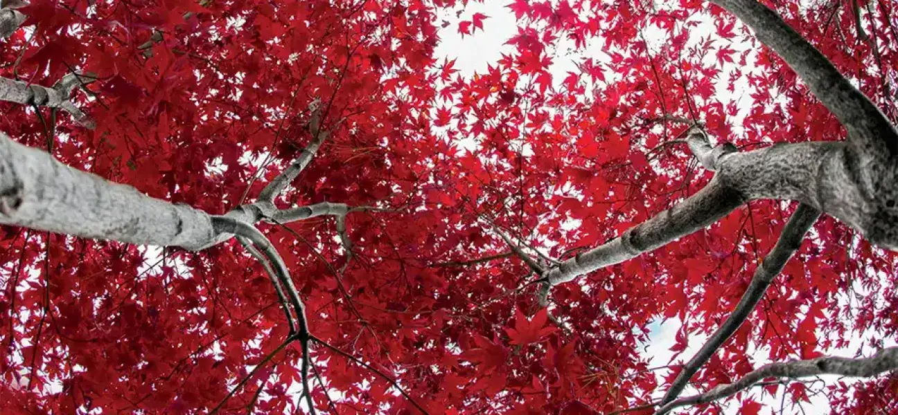 Red leaves on trees