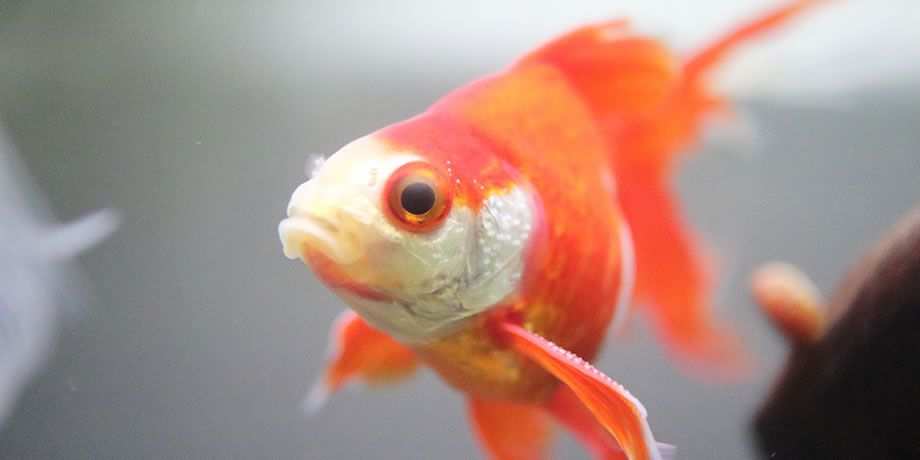 Goldfish
