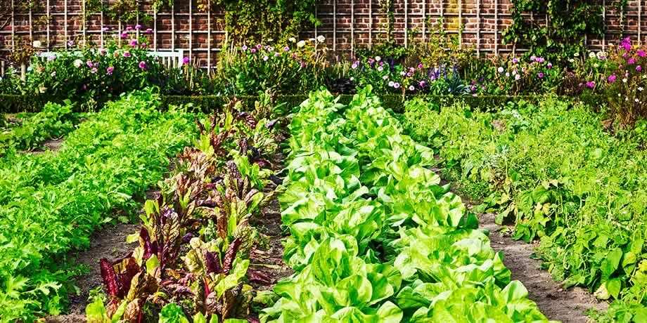 Vegetable garden