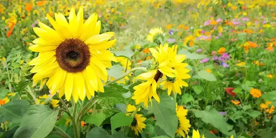 Sunflowers in a field of wildflowers