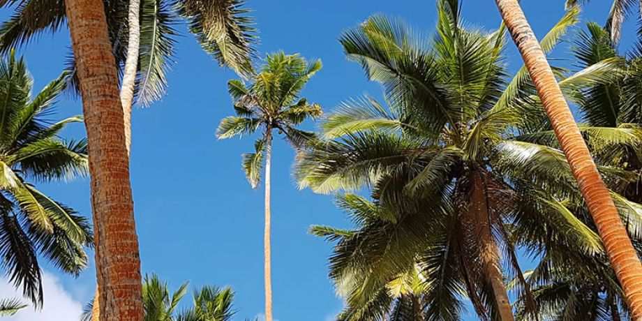 Palm trees of Fiji
