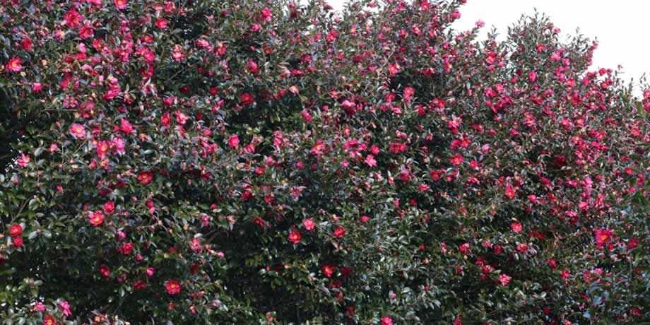 Camellias in Jeju are famous for their beauty.