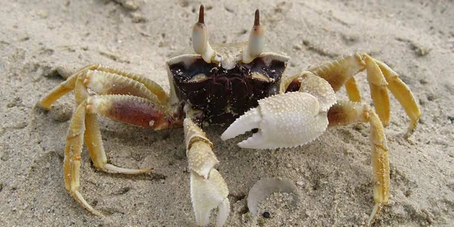 Land crab in Fiji