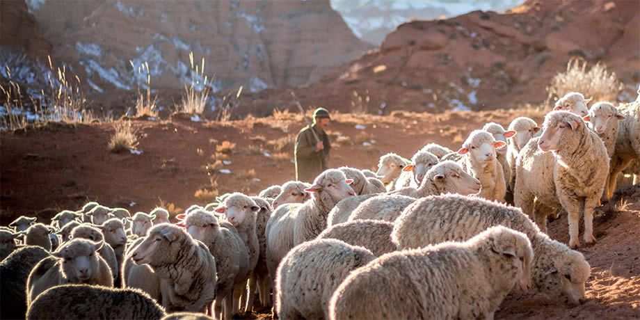 A shepherd and his flock in the mountains