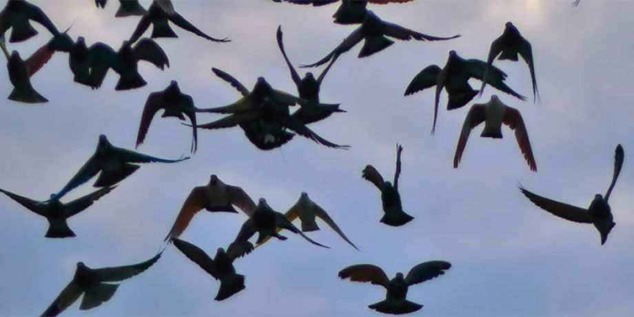 Flock of birds in flight
