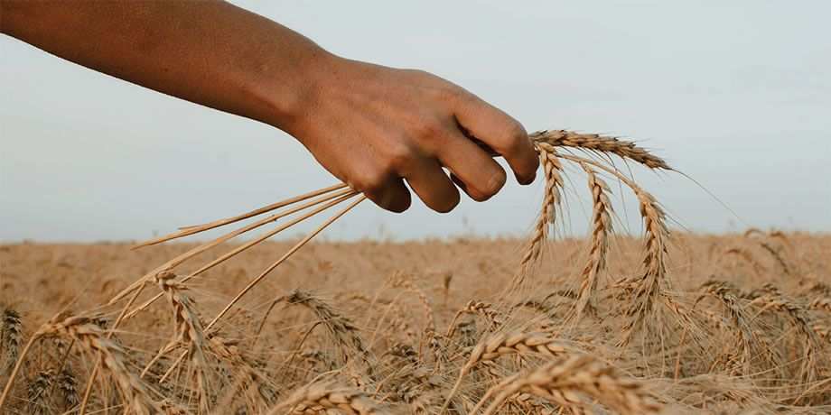 hand checking a wheat field
