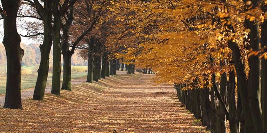 autumn of life
