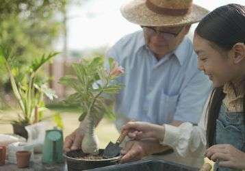 Elderly man teaches young girl to plant flowers