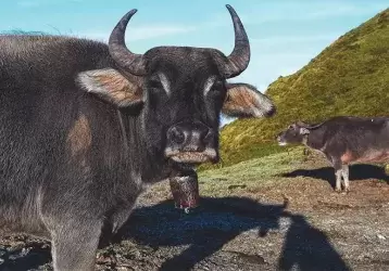 Big water buffalo in the road looks at the photographer