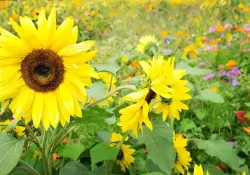 Sunflowers in a field of wildflowers