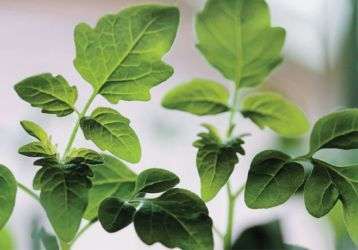 Green vegetable plant