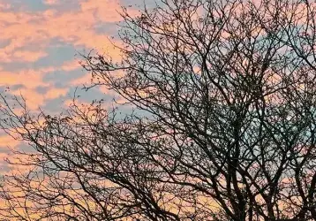 A bare tree against an early morning sky