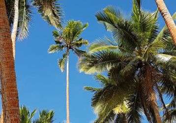 Palm trees of Fiji
