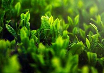 Green vegetation blankets a hillside