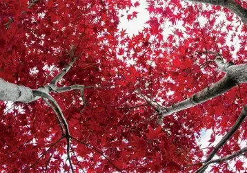 Red leaves on trees