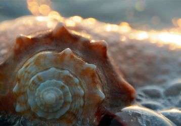 Sea shell on a foamy ocean beach
