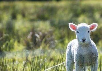 Lamb in an open field